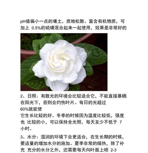 栀子花的正确养护方法是什么？