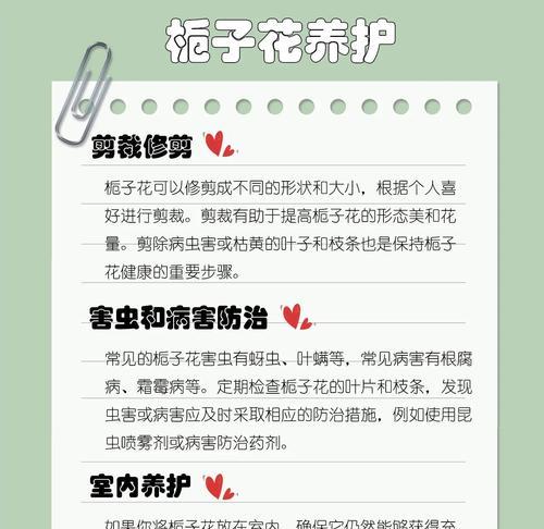 栀子花的正确养护方法是什么？
