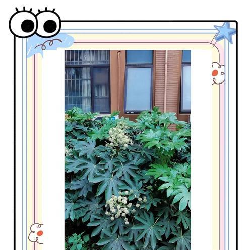 八角金盘种子的最佳种植时间是什么时候？