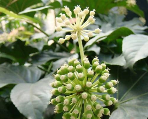 八角金盘种子的最佳种植时间是什么时候？