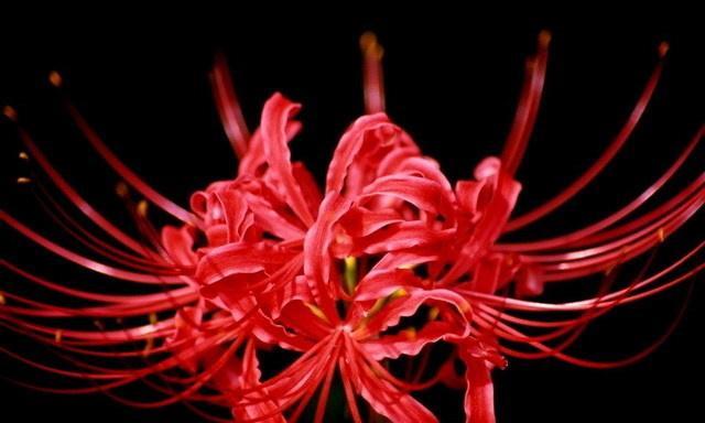 彼岸花究竟是什么花？有何特点？