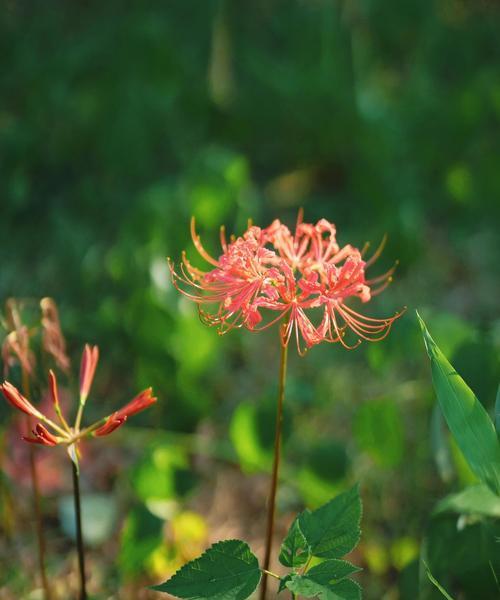 彼岸花究竟是什么花？有何特点？