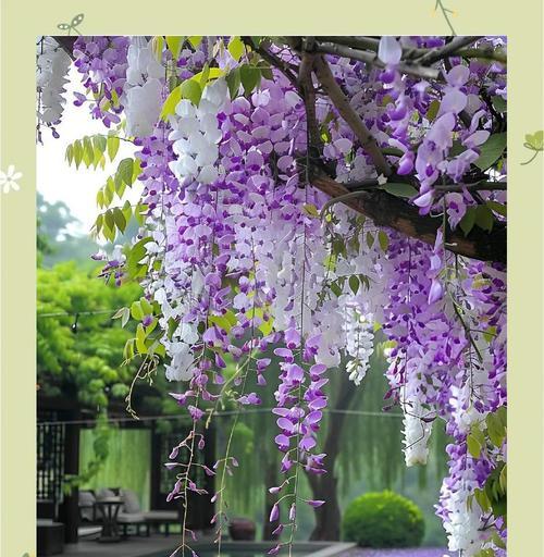 紫藤花有哪些品种？从银藤到重瓣紫藤的多样性是什么？