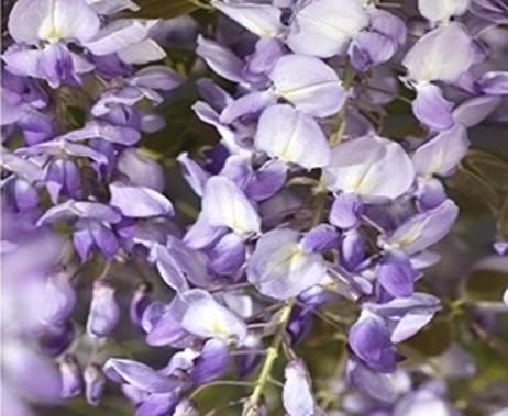 紫藤花有哪些品种？从银藤到重瓣紫藤的多样性是什么？