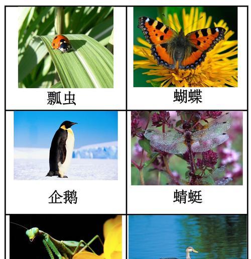 从卵生到胎生，动物繁殖方式有哪些？