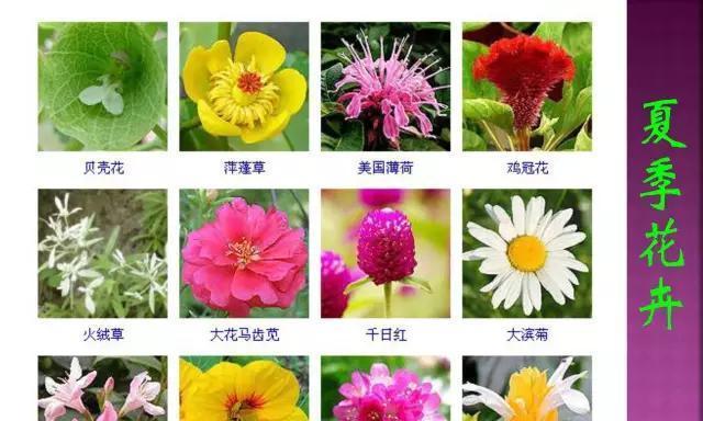 哪些四季开花植物值得推荐？
