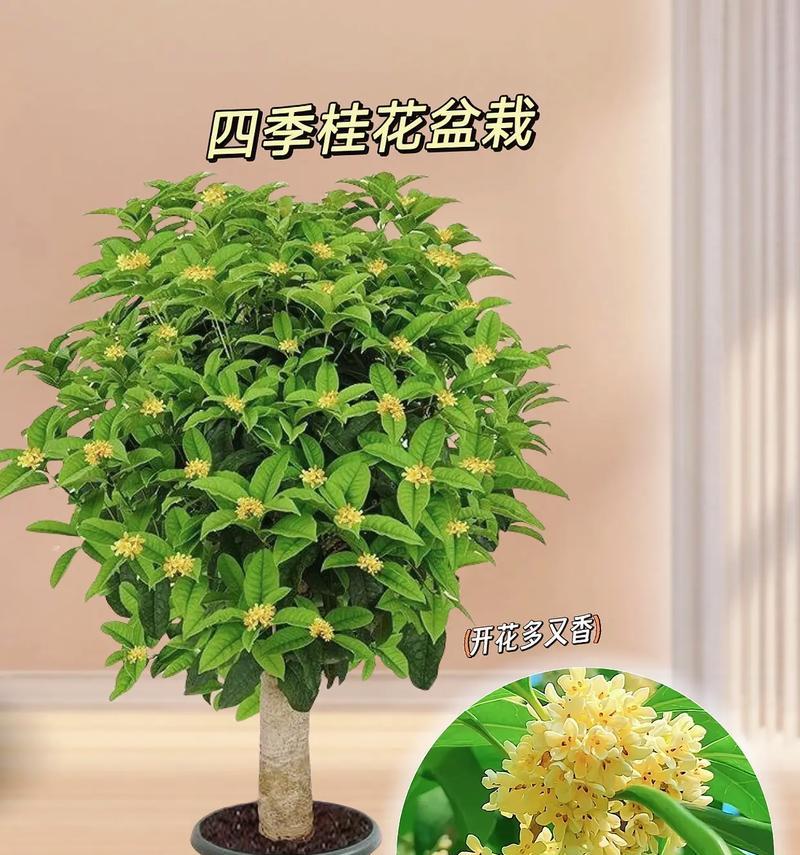 哪些四季开花植物值得推荐？