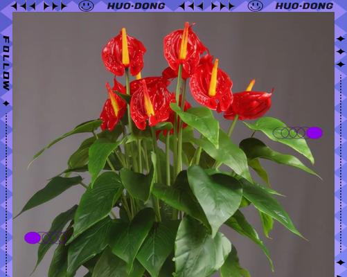 哪些四季开花植物值得推荐？