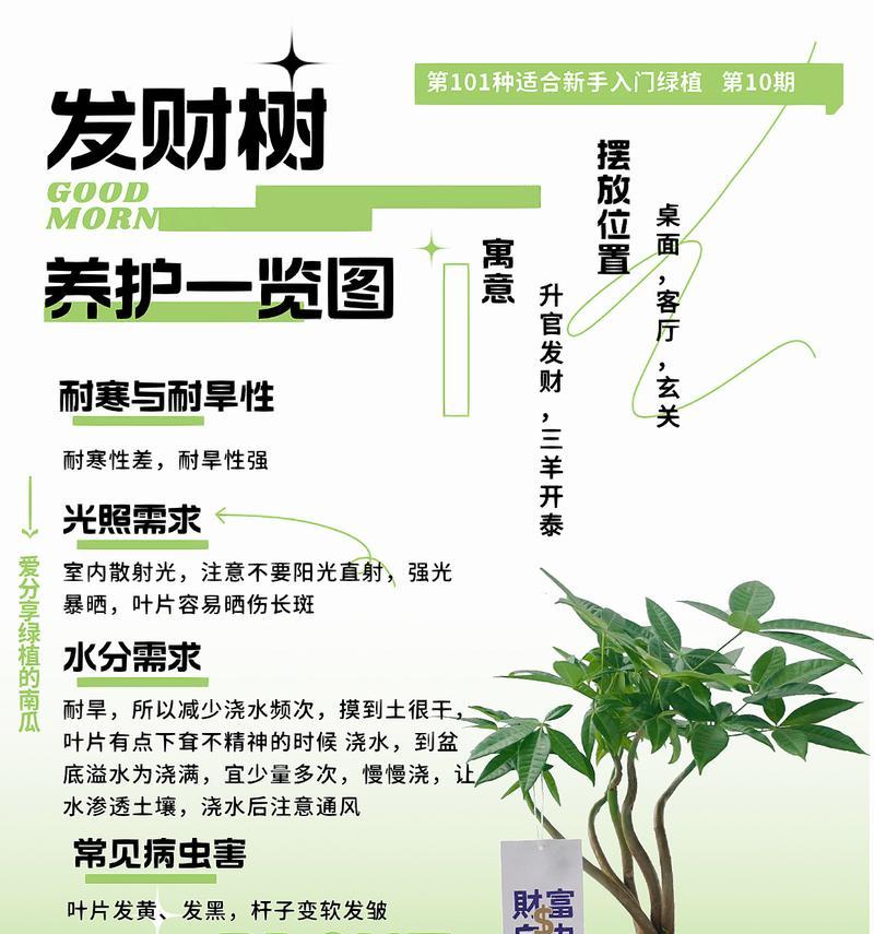如何正确养护招财树？