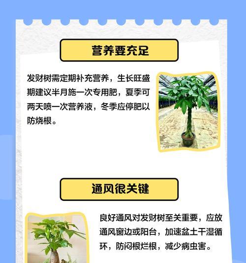 如何正确养护招财树？