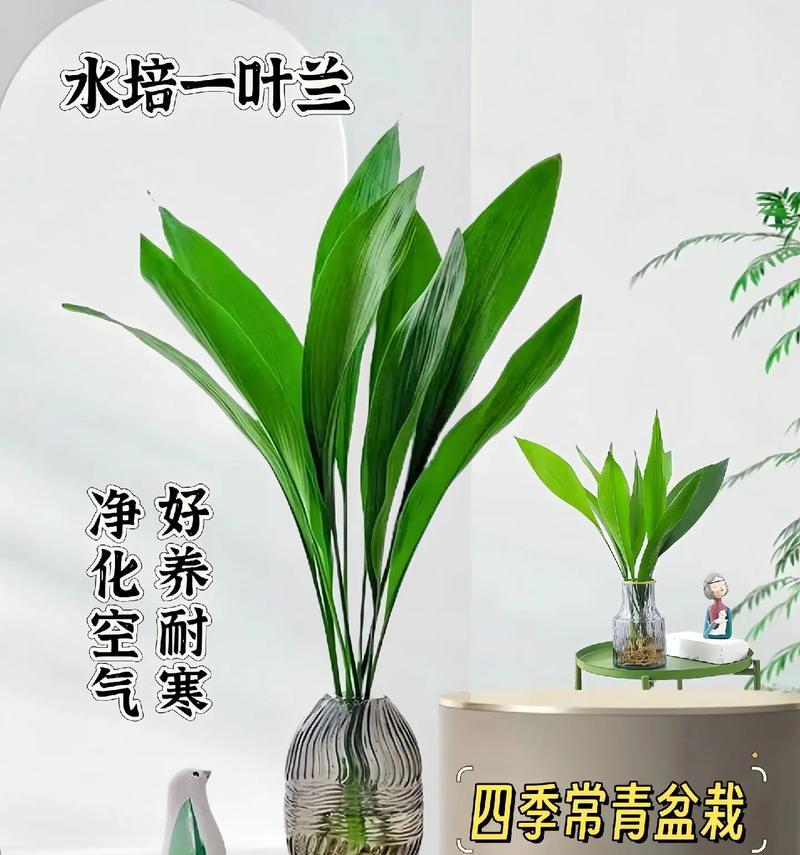 一叶兰的养护方法是什么？