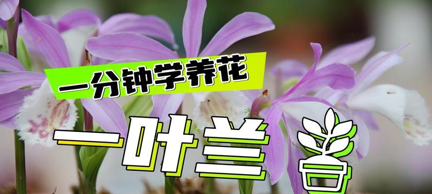 一叶兰的养护方法是什么？