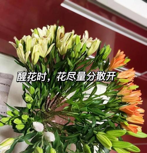 非洲茉莉如何养护才能绽放？