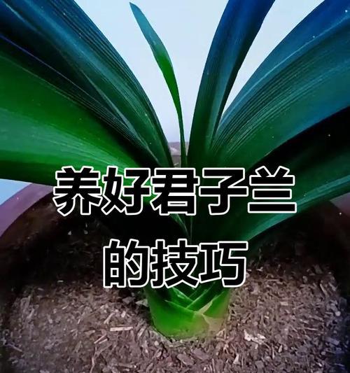 秋季君子兰换盆的详细步骤是什么？