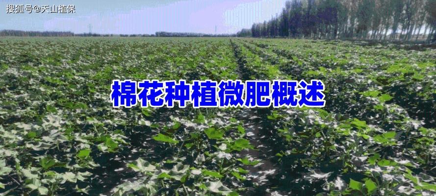 棉花的种植方法与步骤有哪些？