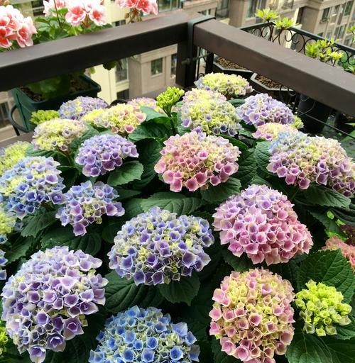 街头月季何时进入花期？