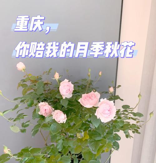街头月季何时进入花期？