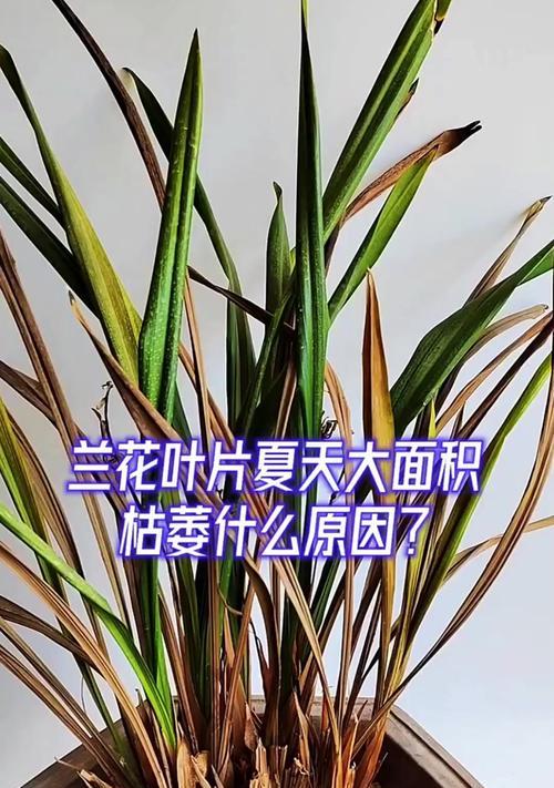 花卉底部叶片干枯怎么办？