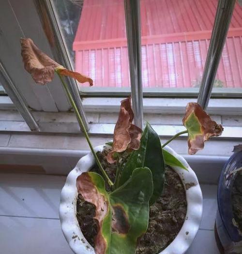 花卉底部叶片干枯怎么办？