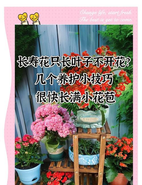 长寿花养殖方法是什么？注意事项有哪些？