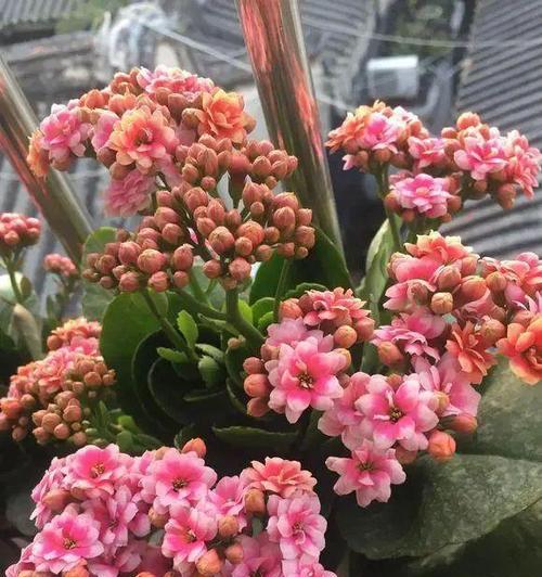 长寿花养殖方法是什么？注意事项有哪些？