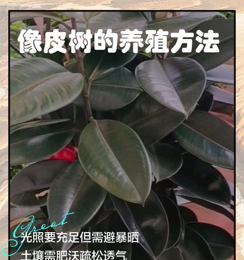 橡皮树盆栽植物有毒吗？如何安全养护？
