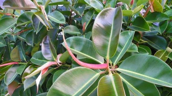 橡皮树盆栽植物有毒吗？如何安全养护？