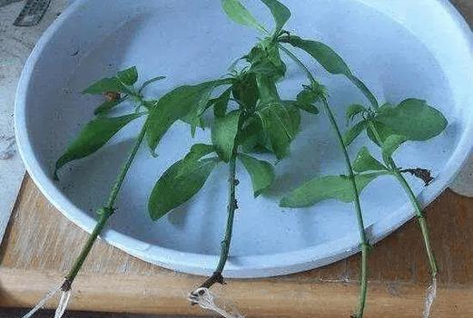 扦插总失败？多注意这5点，10天长出大白根，插多少活多少！