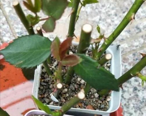 扦插总失败？多注意这5点，10天长出大白根，插多少活多少！