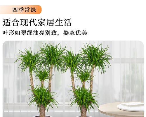 龙须树盆栽多头龙须树龙血树大型客厅室内四季常青绿植物花，如何养护？