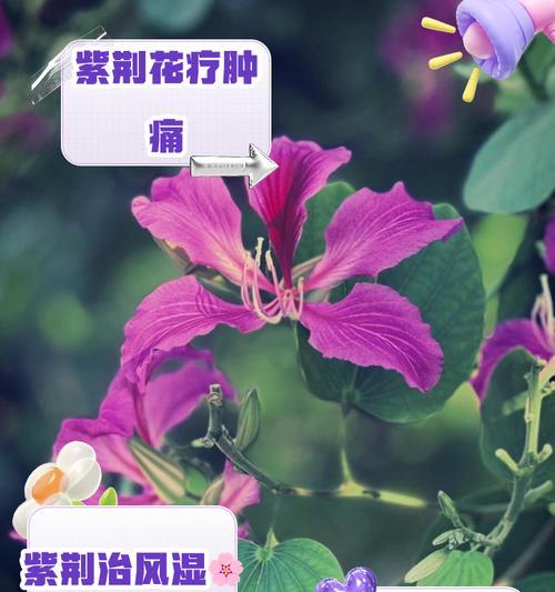 紫荆花花期调控方法是什么？文化内涵有哪些？