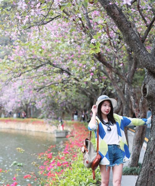 紫荆花花期调控方法是什么？文化内涵有哪些？