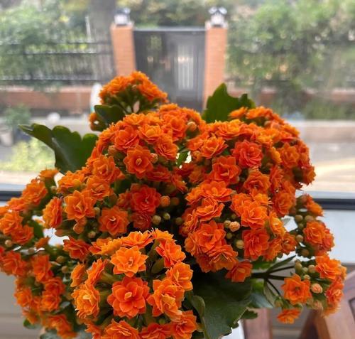 管住手！这5种花“越旱越爆盆”，少浇水开花多更旺，是哪些花？