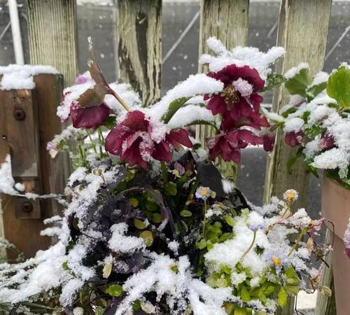 管住手！这5种花“越旱越爆盆”，少浇水开花多更旺，是哪些花？