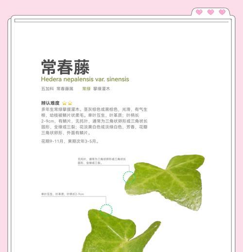 常春藤寓意与象征是什么？有哪些文化意义？
