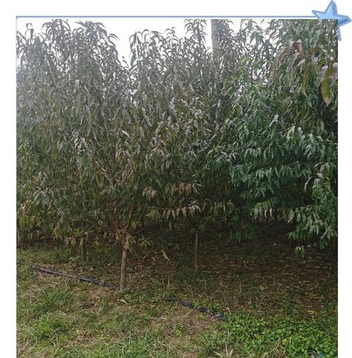 绿叶碧桃是一种美丽的观赏植物，形态特征和生长条件是什么？