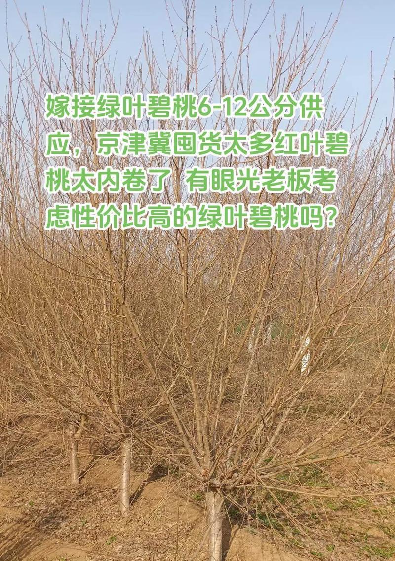 绿叶碧桃是一种美丽的观赏植物，形态特征和生长条件是什么？