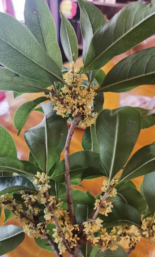 北京可种植的桂花树品种有哪些？