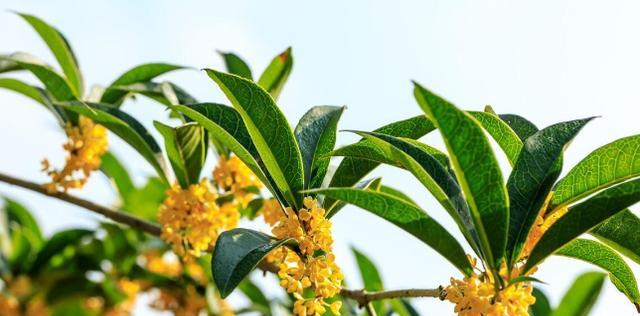 北京可种植的桂花树品种有哪些？