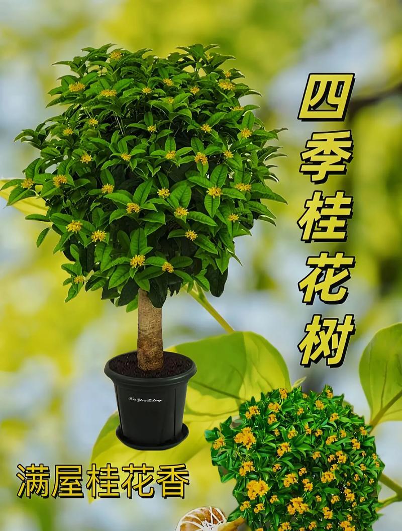 北京可种植的桂花树品种有哪些？