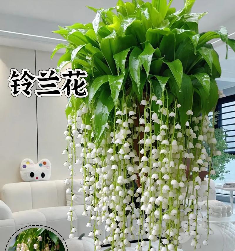 铃兰怎么养？有哪些养护技巧？