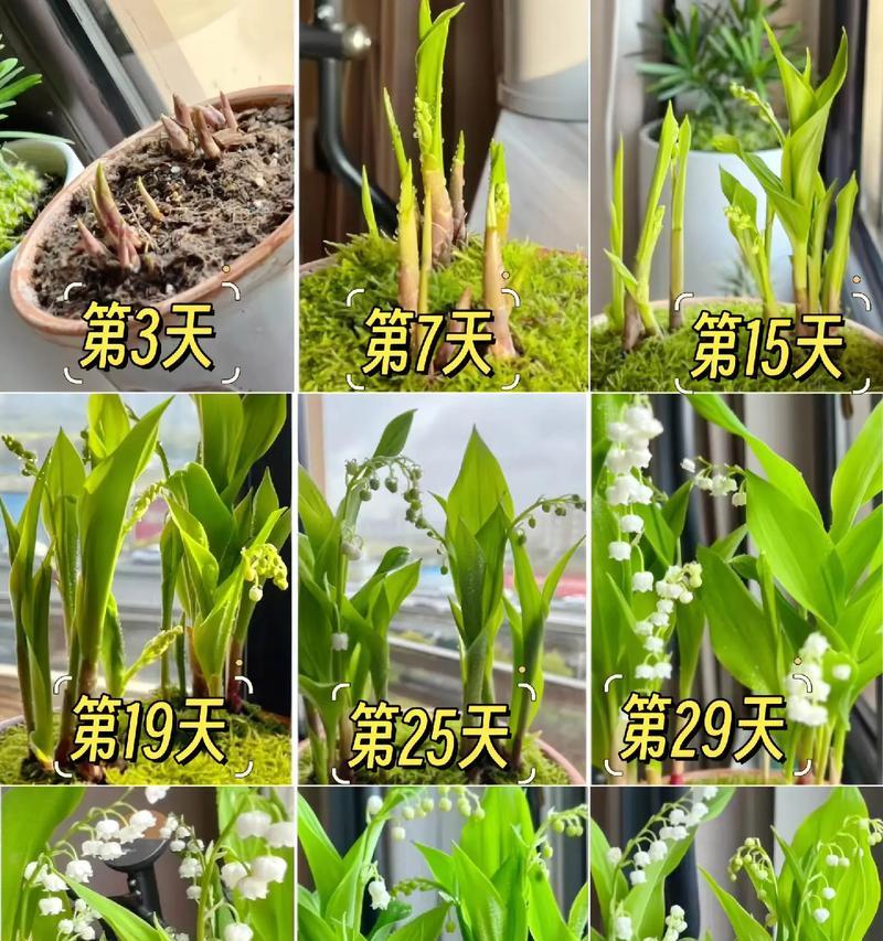 铃兰怎么养？有哪些养护技巧？