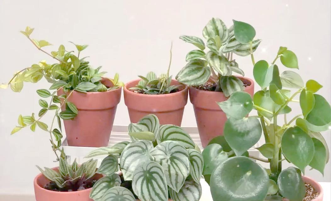 六种易于养护的家居绿植推荐，适合新手种植的是哪些？