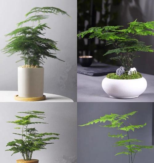 六种易于养护的家居绿植推荐，适合新手种植的是哪些？