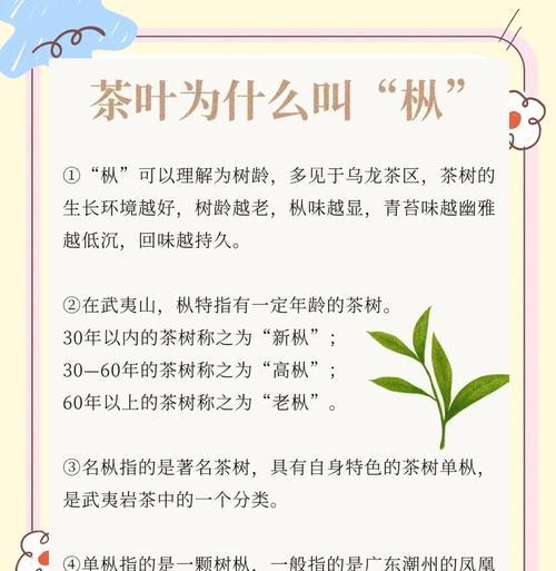 枞树与松子：从建材到长寿果的惊人飞跃，它们的特性是什么？