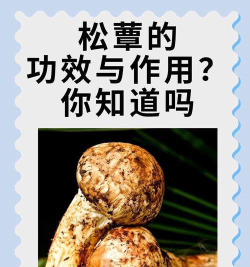 枞树与松子：从建材到长寿果的惊人飞跃，它们的特性是什么？