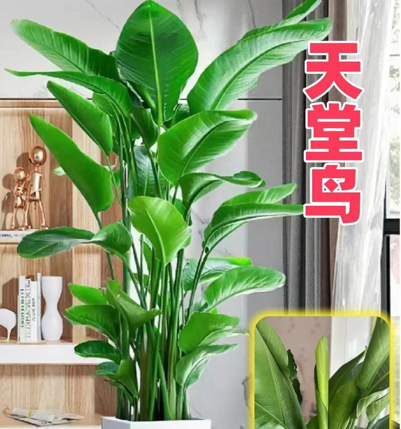 你知道天堂鸟开花吗？开花的条件和特点是什么？