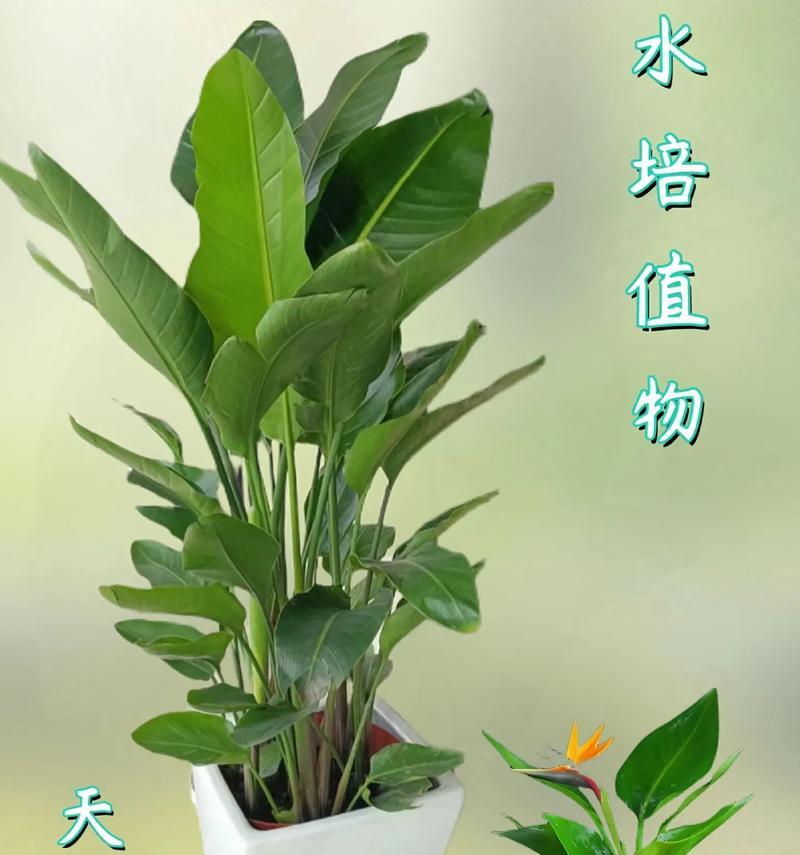 你知道天堂鸟开花吗？开花的条件和特点是什么？
