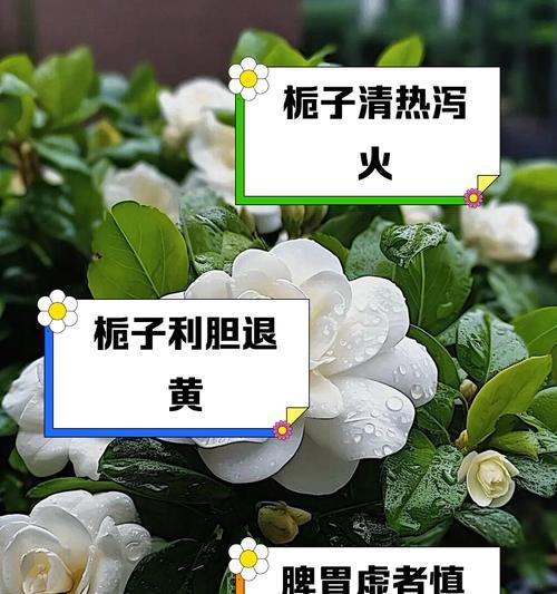 栀子花打顶三大禁忌期是什么？剪错会有什么后果？