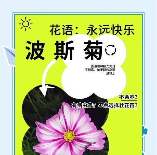 波斯菊花期大概几个月？如何延长花期？